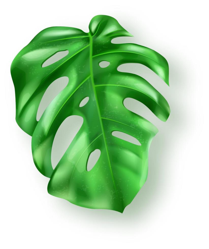 tropisch groen monstera bladeren Aan wit achtergrond vector