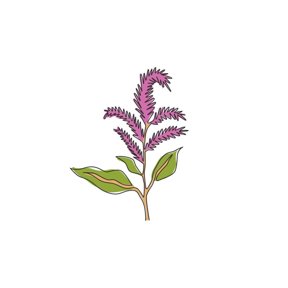 enkele lijntekening van schoonheids verse amaranthus voor tuinlogo. decoratief amarant bloem concept voor thuis muur decor art poster print. moderne doorlopende lijn tekenen ontwerp vectorillustratie vector