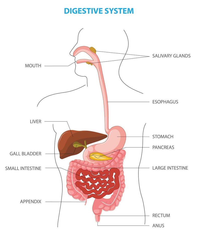 menselijk spijsvertering systeem anatomisch vector illustratie