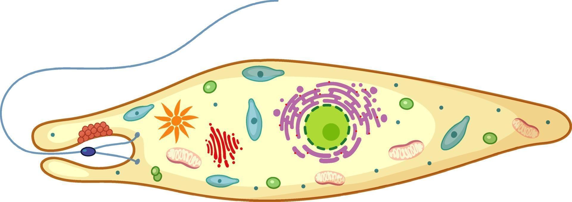 euglena geïsoleerd op een witte achtergrond vector