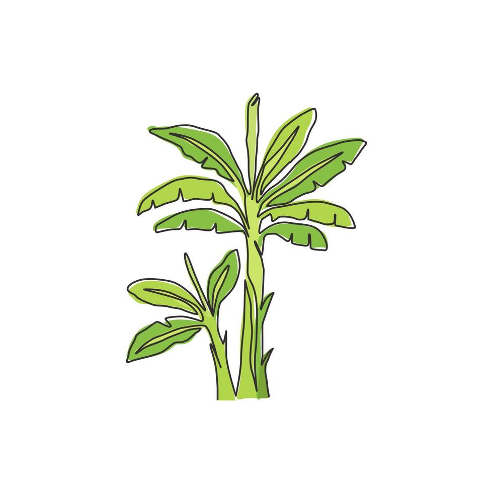 een doorlopende lijntekening van schoonheid en verse bananenboom. decoratief bananenplantconcept voor plantagebedrijf. landbouw teelt. trendy enkele lijn tekenen grafisch ontwerp vectorillustratie vector