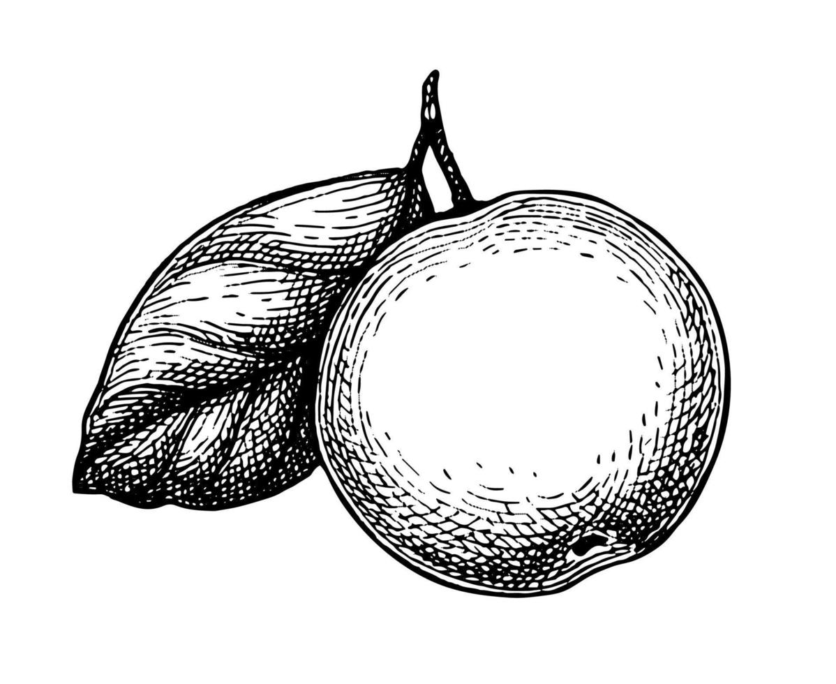 appel met blad. inkt schetsen geïsoleerd Aan wit achtergrond. hand- getrokken vector illustratie. retro stijl.