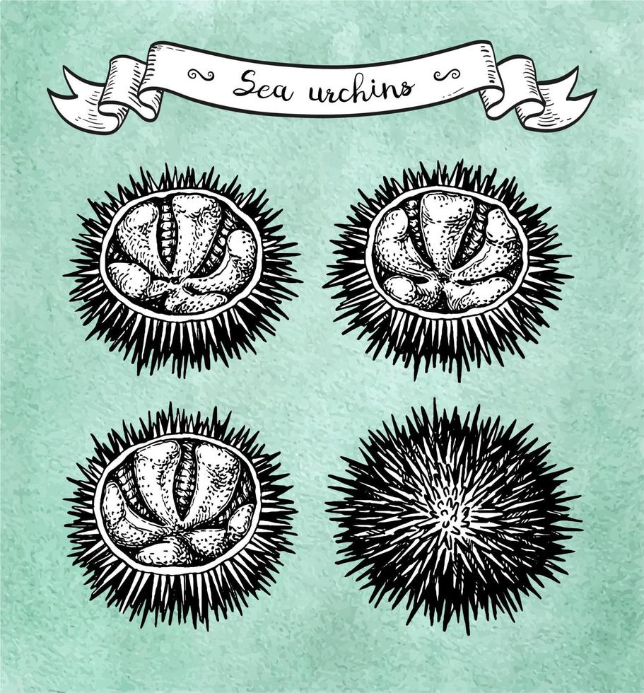 zee egels. inkt schetsen van zeevruchten. hand- getrokken vector illustratie Aan oud papier achtergrond. retro stijl.