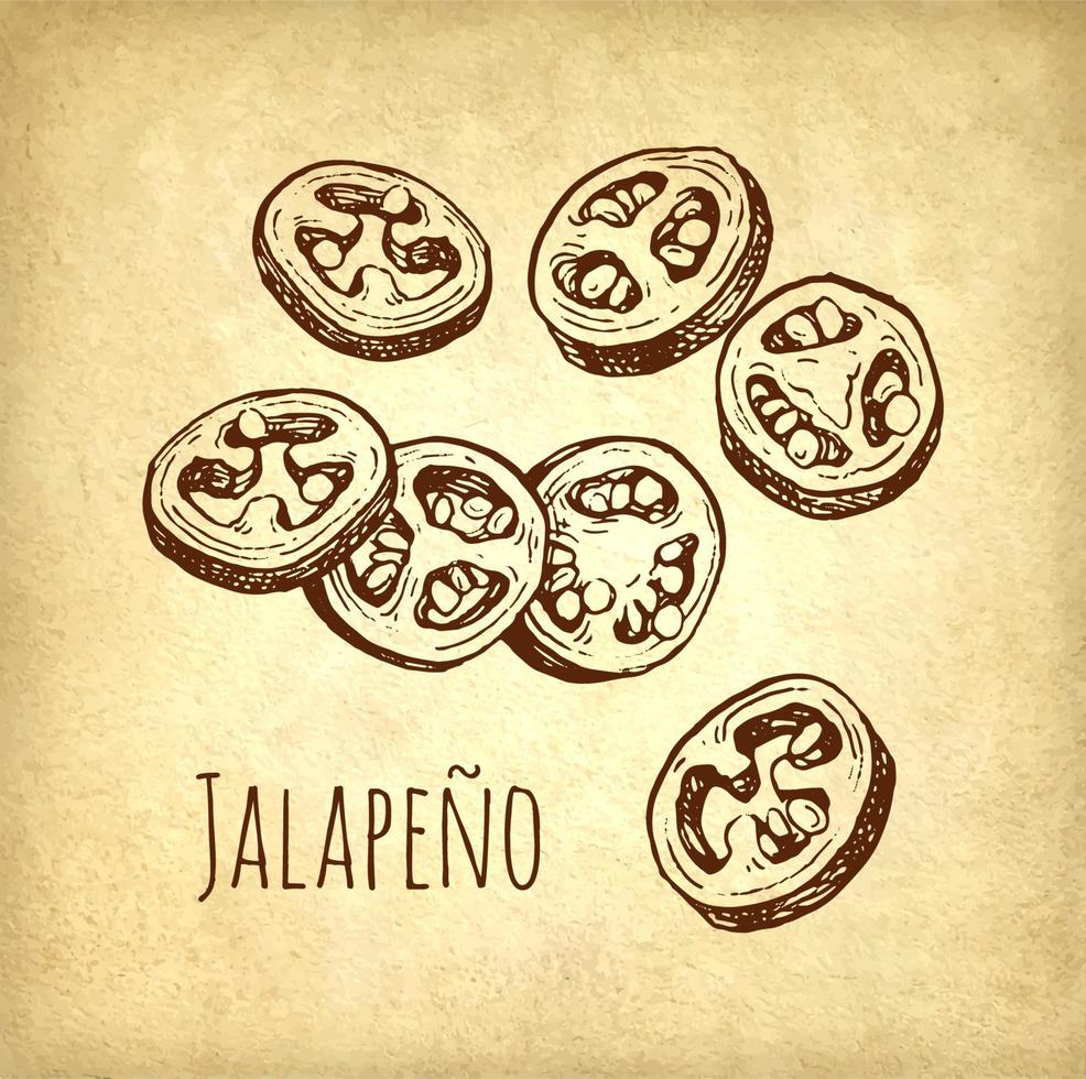 jalapeno plakjes. wijnoogst stijl inkt tekening Aan oud papier achtergrond. vector