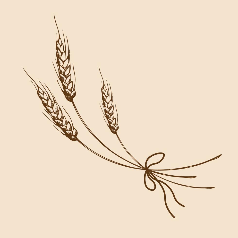 hand- getrokken tarwe oren schetsen tekening. bundel van tarwe oren, droog geheel granen. ontbijtgranen oogst, landbouw, bakkerij , landbouw, gezond voedsel symbool. ontwerp element.vector vector