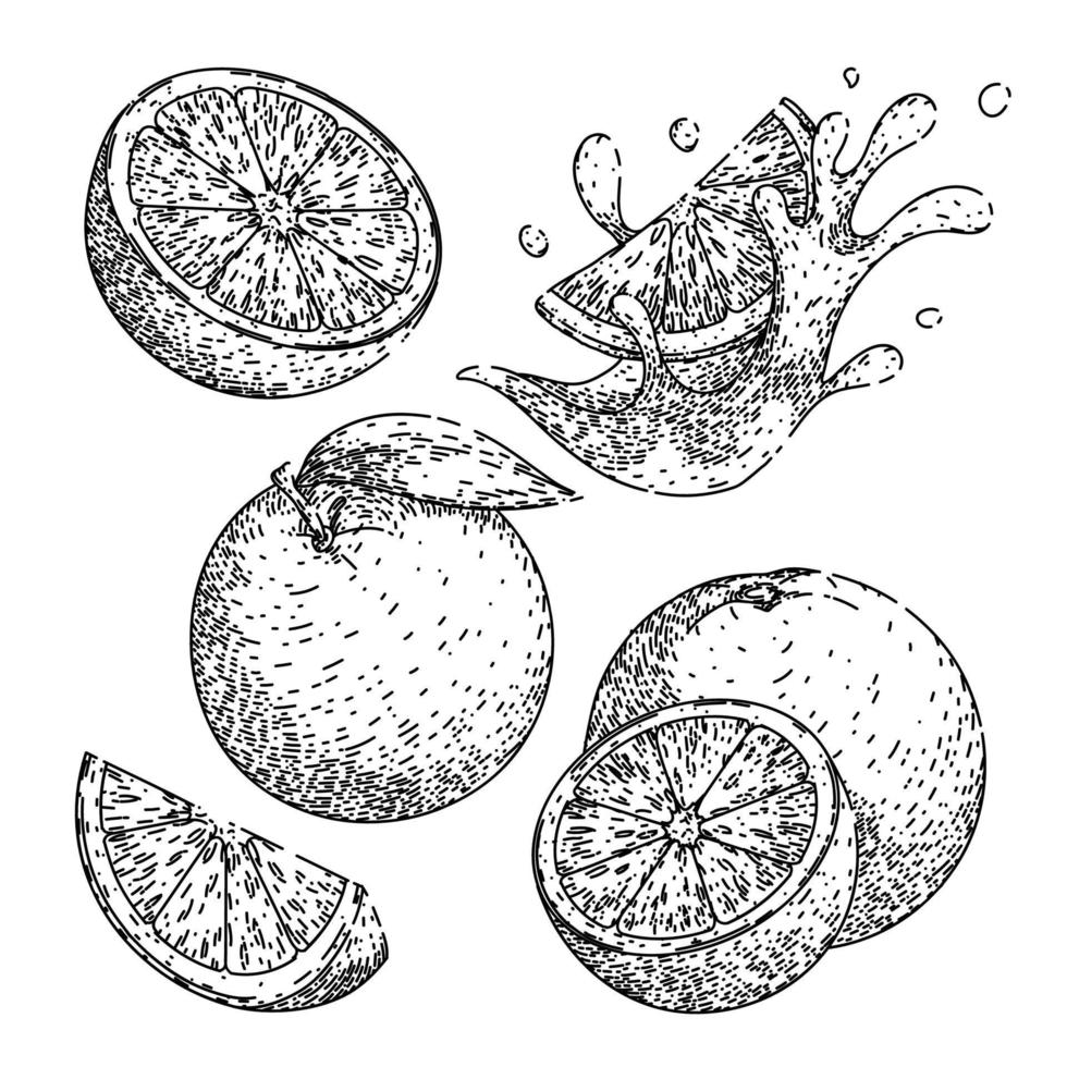 oranje fruit reeks schetsen hand- getrokken vector