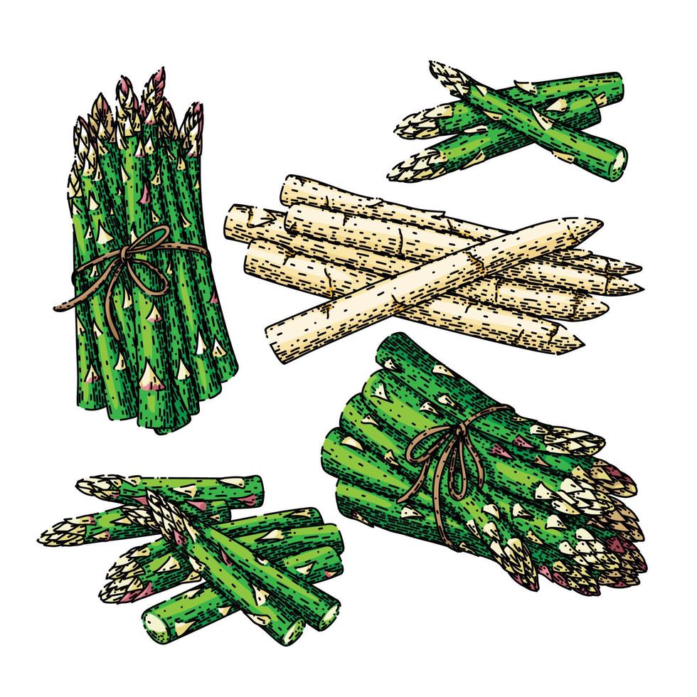 asperges groen wit voedsel reeks schetsen hand- getrokken vector
