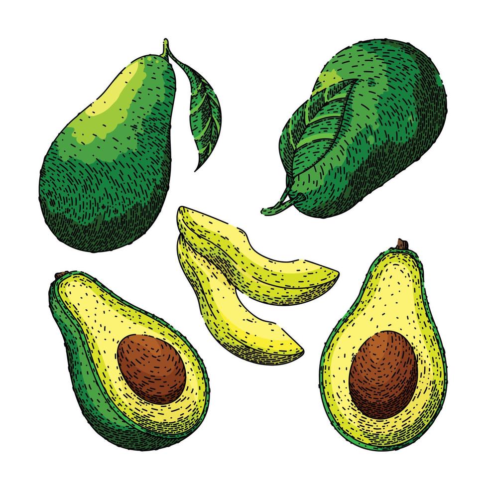 avocado voedsel vers reeks schetsen hand- getrokken vector