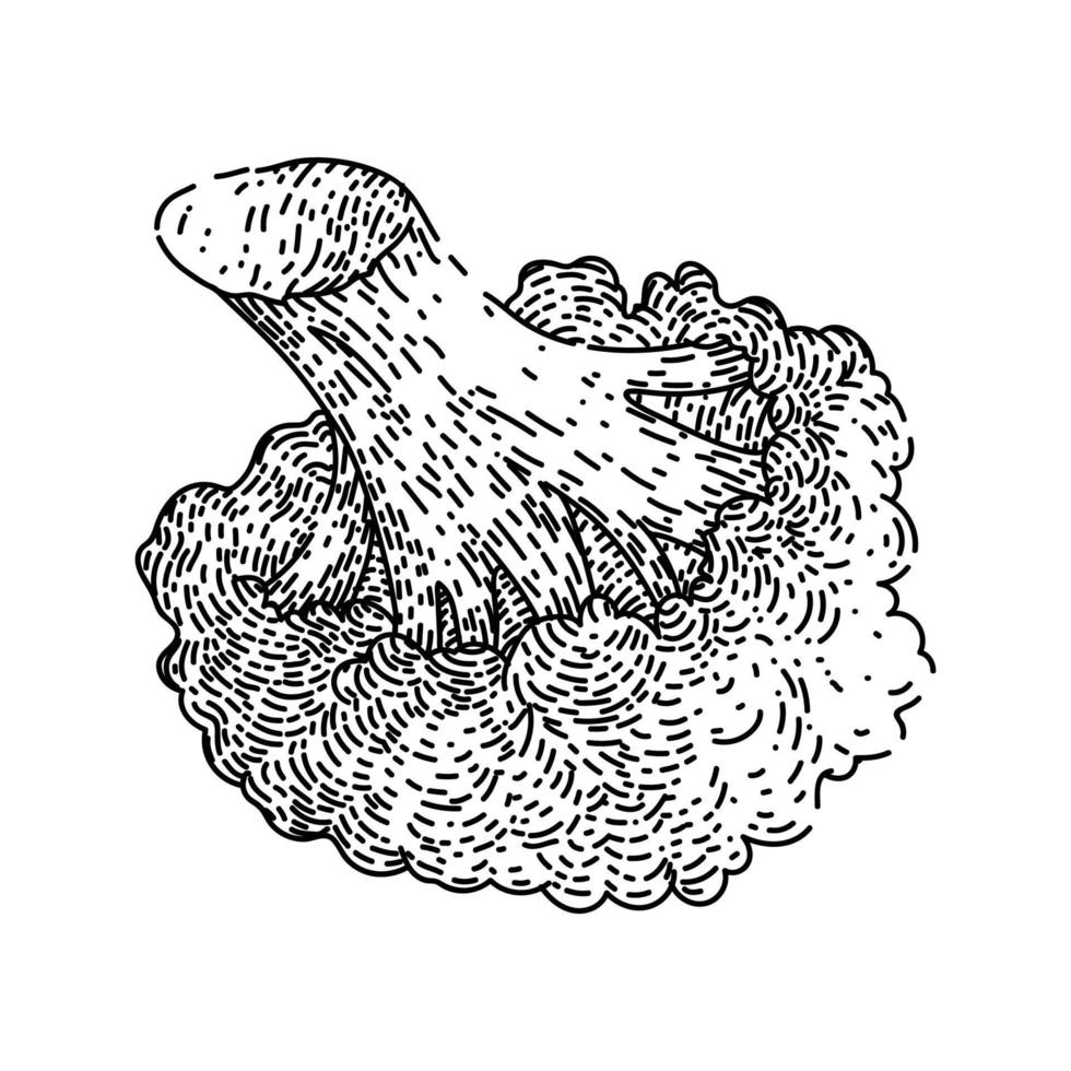 broccoli vers schetsen hand- getrokken vector