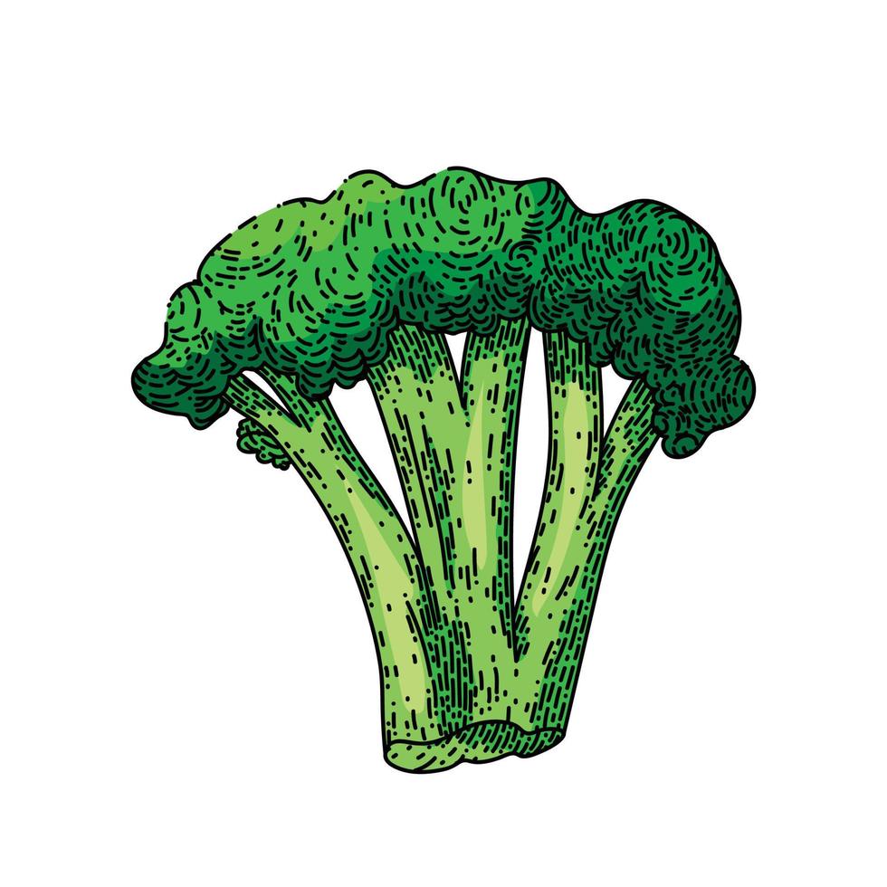 broccoli groen schetsen hand- getrokken vector