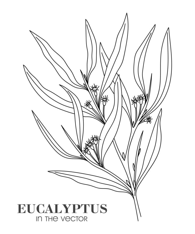 schets van een tak van eucalyptus op een witte achtergrond vector