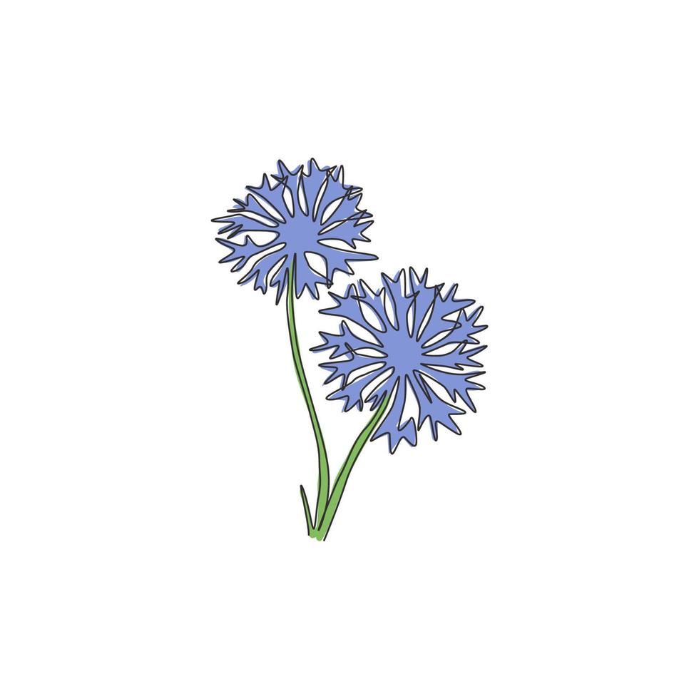 enkele lijntekening van schoonheids vers centaurea cyanusfor tuinlogo. decoratief korenbloemconcept voor home decor wall art poster print. moderne doorlopende lijn tekenen ontwerp vectorillustratie vector