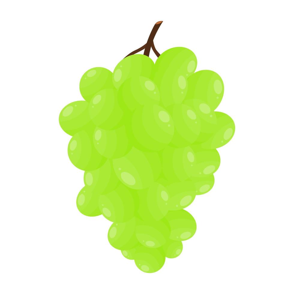 groen druiven, druiven dat zijn verrukkelijk, verfrissend, verzuren en zoet welke zijn heel gunstig voor Gezondheid vector