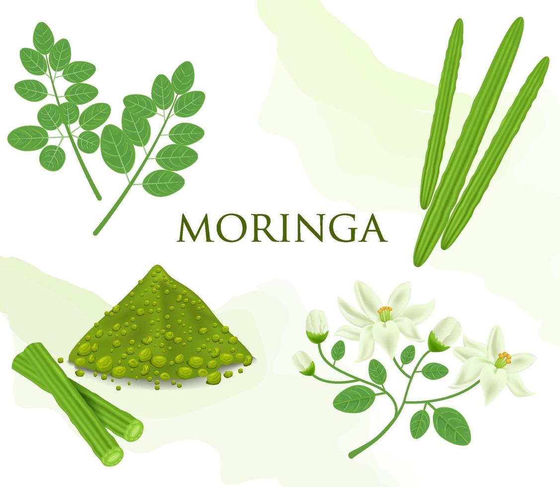 moringa, een eetbare groene plant vector