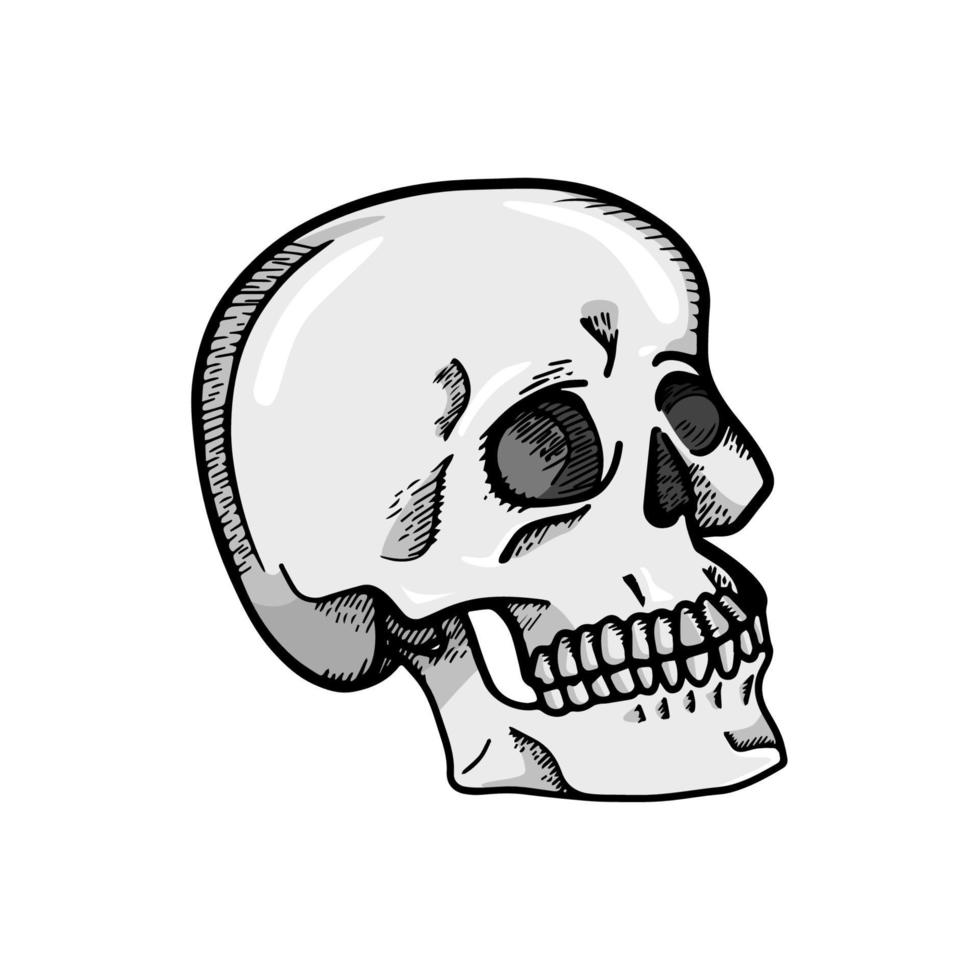 hand getrokken schedel, vectorillustratie op witte achtergrond vector