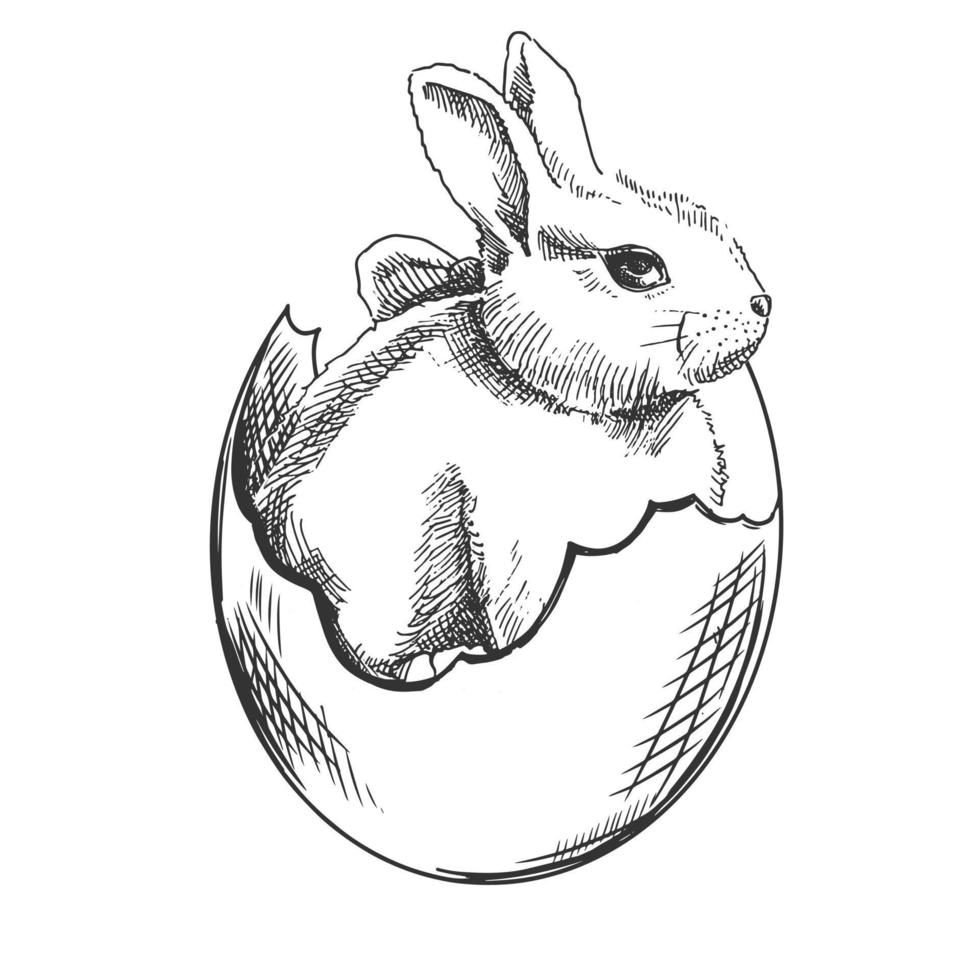 een hand getekend schetsen van konijn in de schelp. Pasen vakantie. vector illustratie. konijn met een boog in gras en bloemen. tekening geïsoleerd Aan wit achtergrond. wijnoogst element.