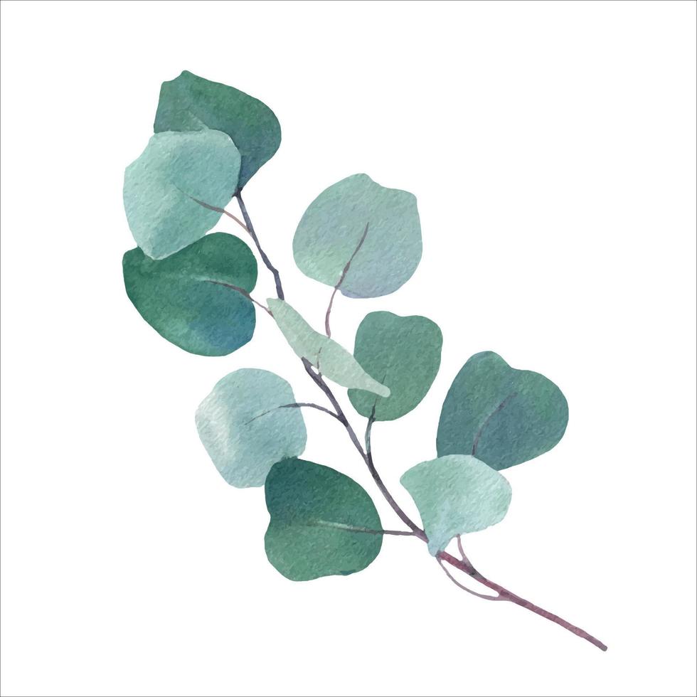 waterverf eucalyptusgroen blad Afdeling voor bruiloft stationair, groeten vector
