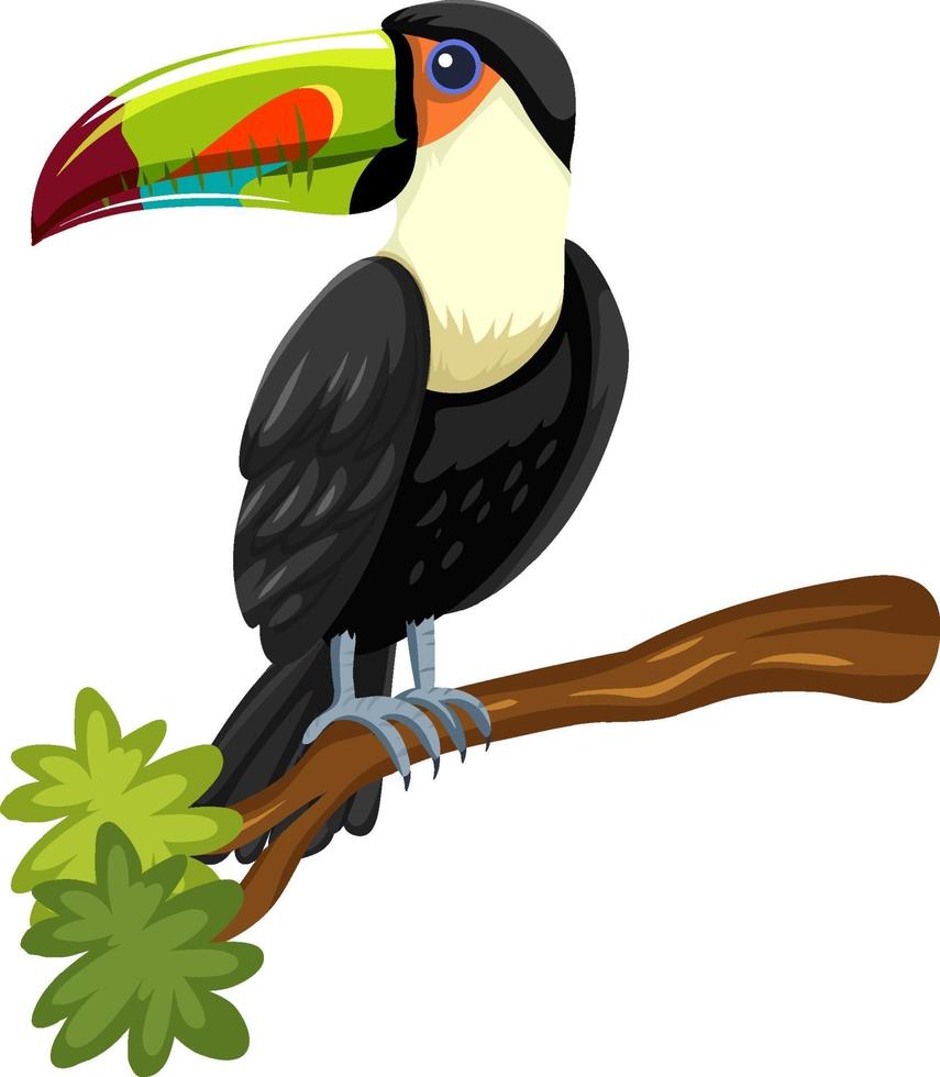 toucan bird op een tak geïsoleerd op een witte achtergrond vector