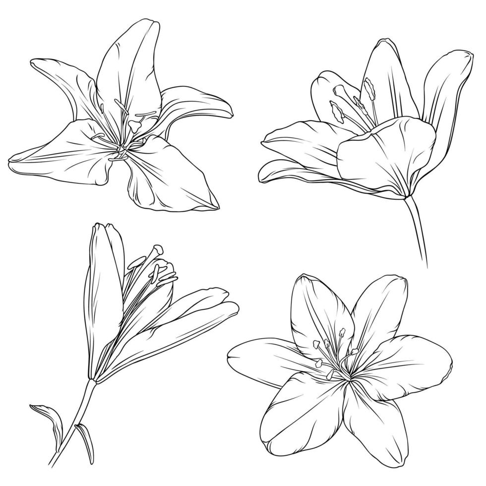 reeks van hand- getrokken zwart schets lelie bloemen geïsoleerd Aan wit achtergrond vector