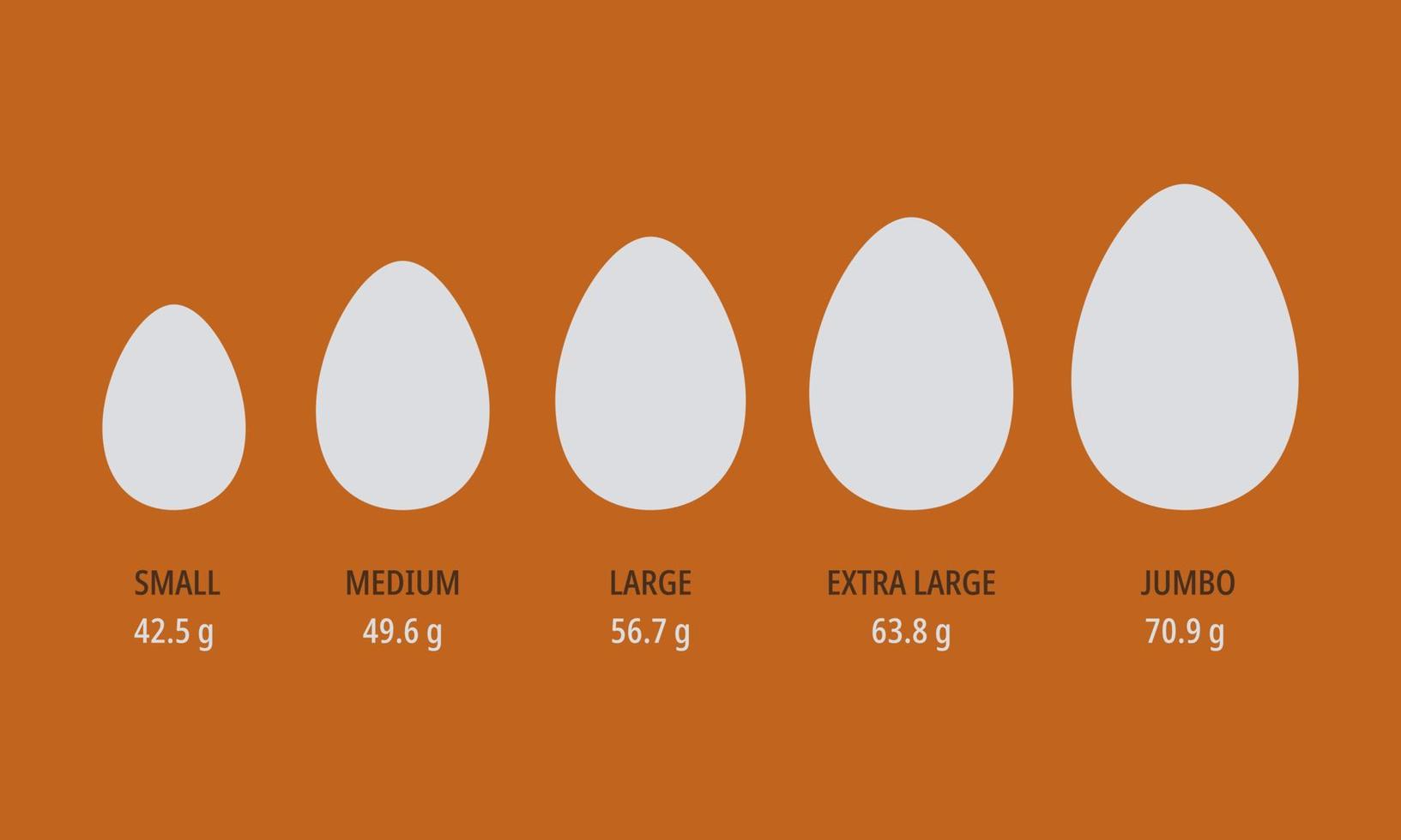 eieren grootte infografisch. ontbijt eiwit maaltijd. kip eieren met naam en gewicht. vector illustratie