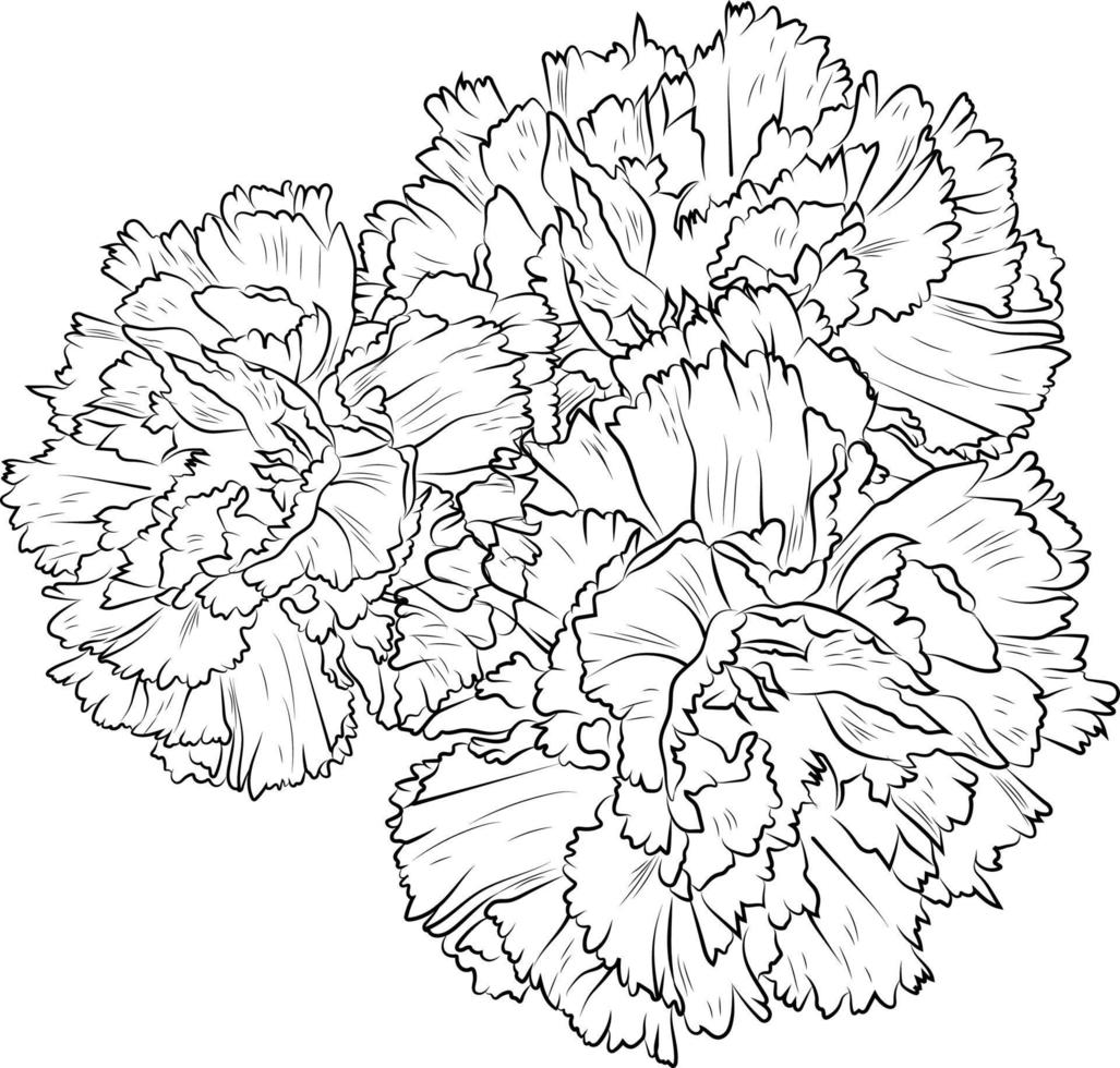 anjer bloem schets, mooi botanisch bloemen patroon illustratie voor kleur bladzijde of boek, dianthus-caryophyllus, bloem schetsen kunst hand- getrokken monochroom, vector kunst, illustratie,