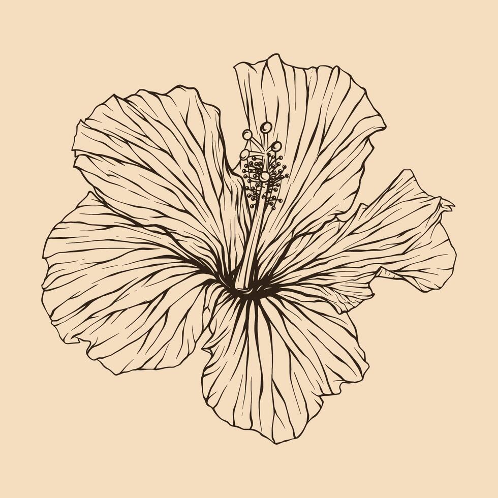 hibiscus bloem vector illustratie met lijn kunst