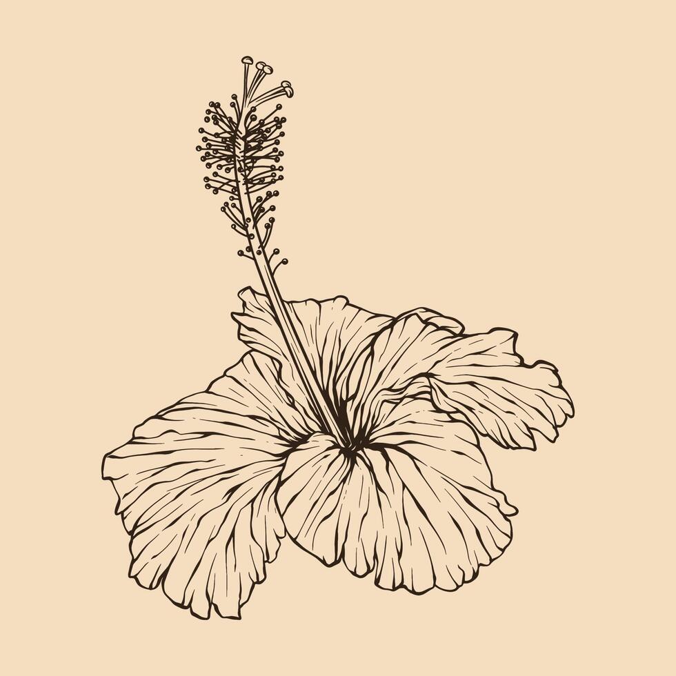 hibiscus bloem vector illustratie met lijn kunst