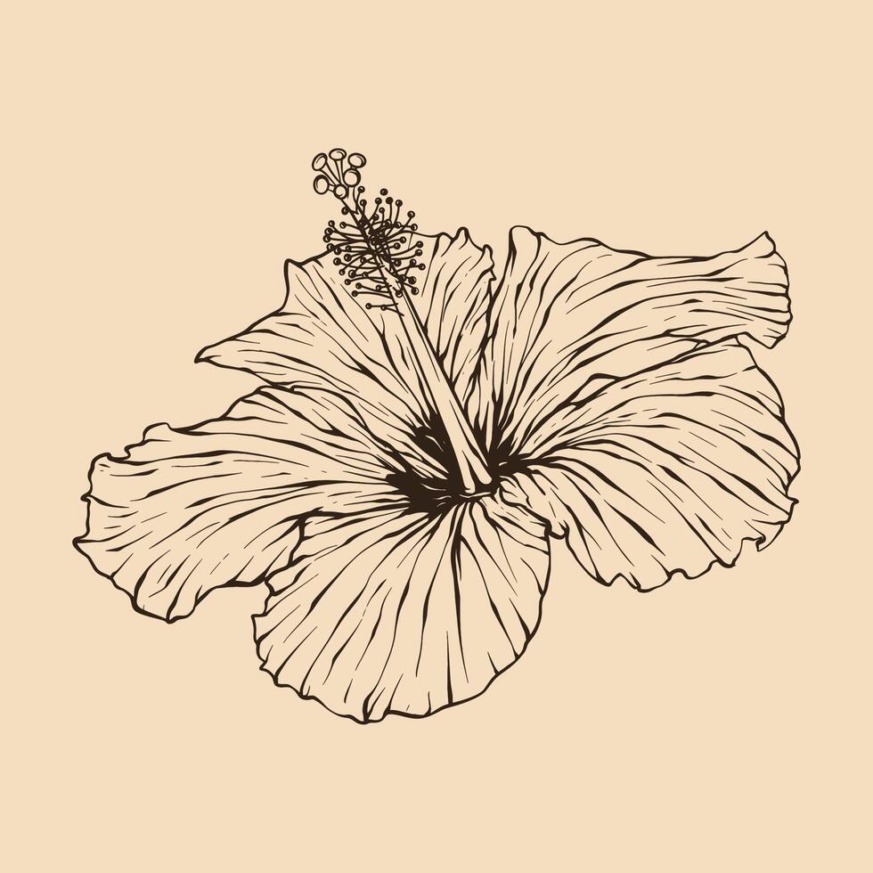 hibiscus bloem vector illustratie met lijn kunst