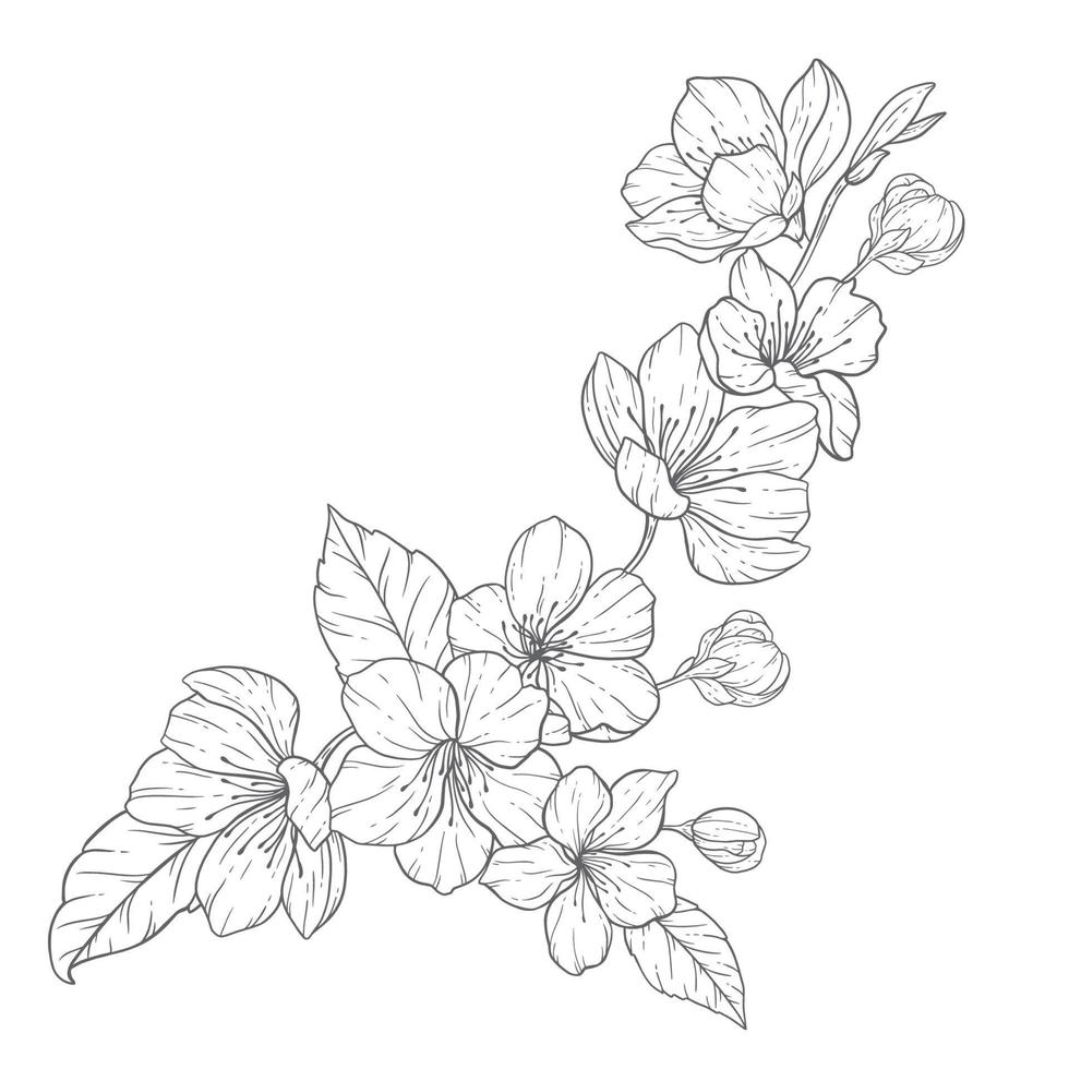 bloemen lijn kunst, sakura bloem schets illustratie set. hand- geschilderd tekening bloemen. perfect voor bruiloft uitnodigingen, bruids douche en bloemen groet kaarten. zwart en wit stencil bloemen geïsoleerd vector
