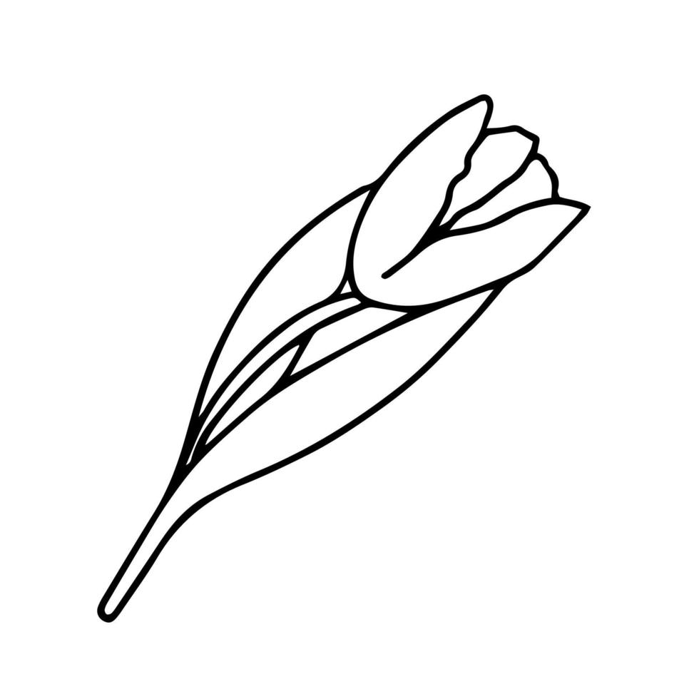 tekening tulp, bloemen voor Internationale Dames is dag vector