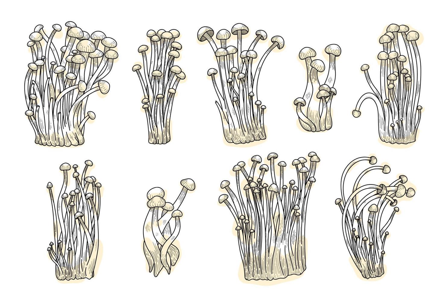 reeks van enoki champignons. fijnproever vector illustratie hand- getrokken, familie van eetbaar paddestoelen, Aziatisch traditioneel keuken, gezond biologisch voedsel, vegetarisch voedsel, vers schimmel