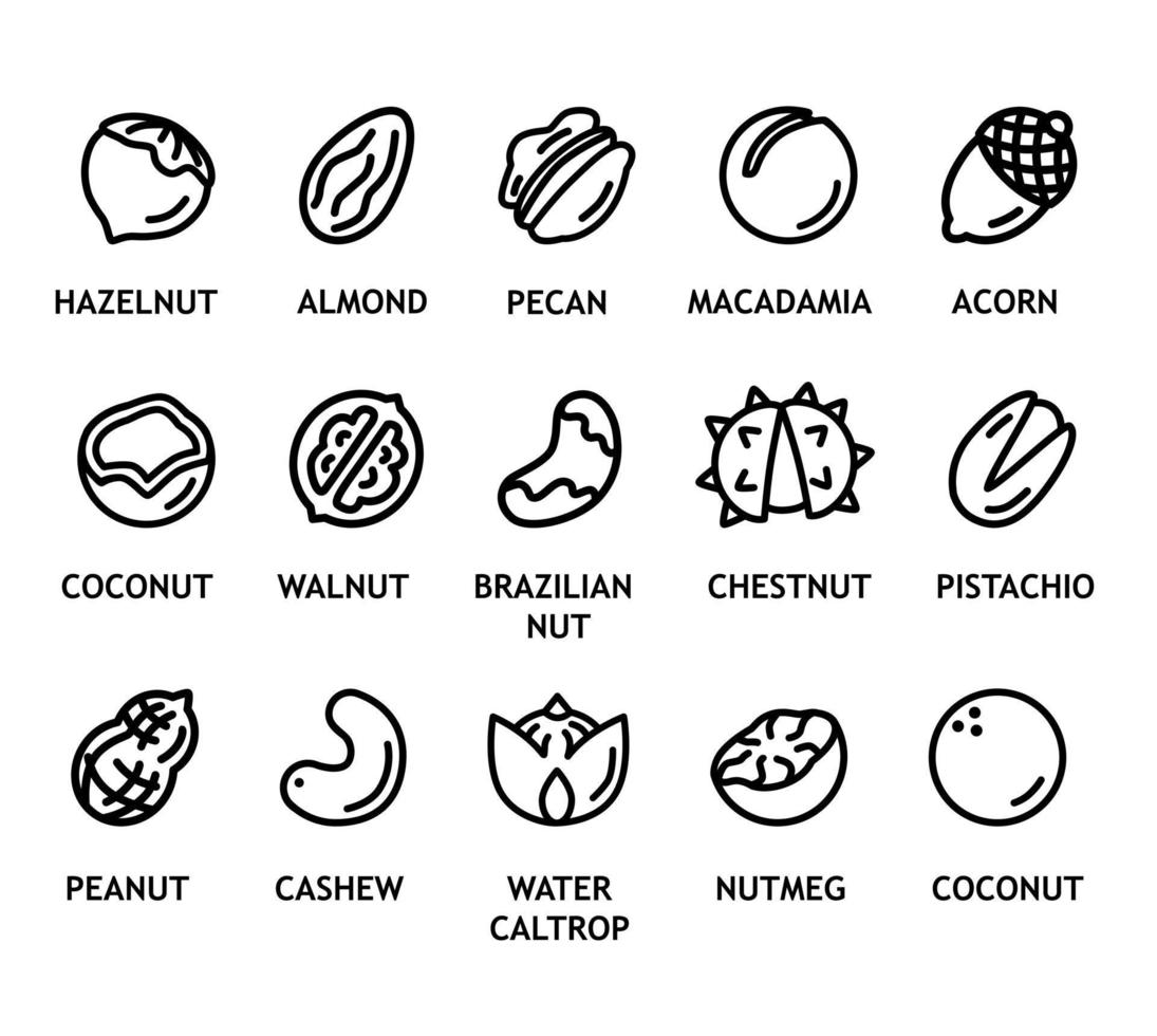 schets verzameling van noten. gezond eiwit voor gezond veganistisch, vegetarisch eetpatroon. biologisch tussendoortje pictogram pinda, cachou, pistache, hazelnoot, amandel. natuurlijk voeding pictogrammen vector