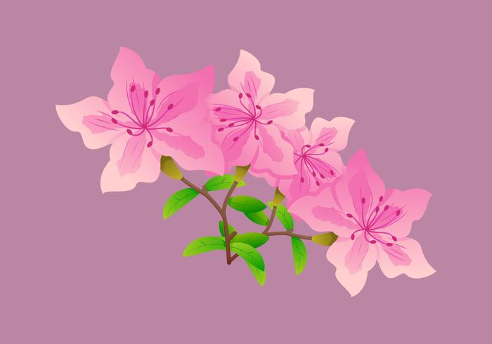 Prachtig Azalea bloemen vectoren