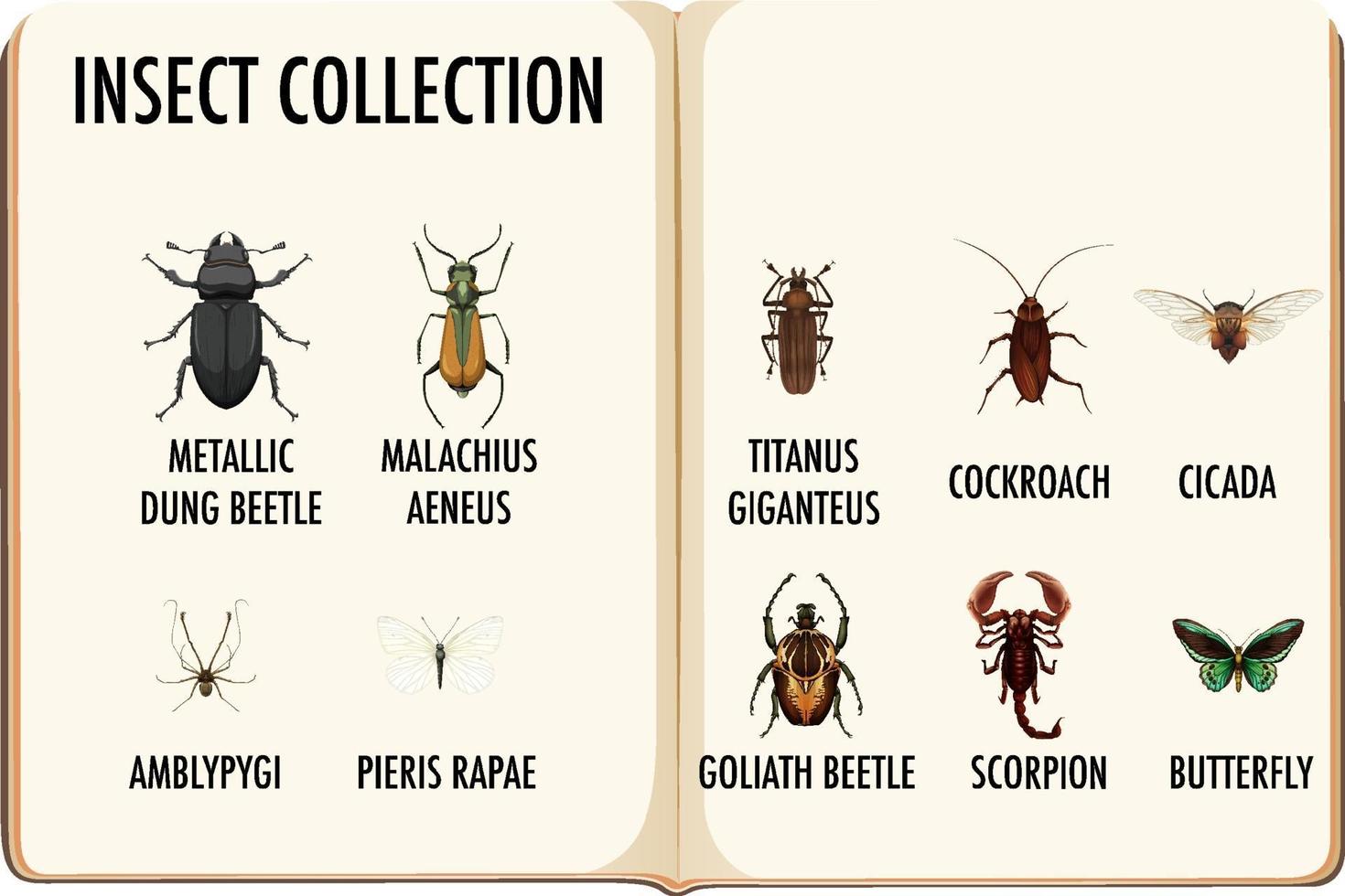 set insectencollectie in het boek vector