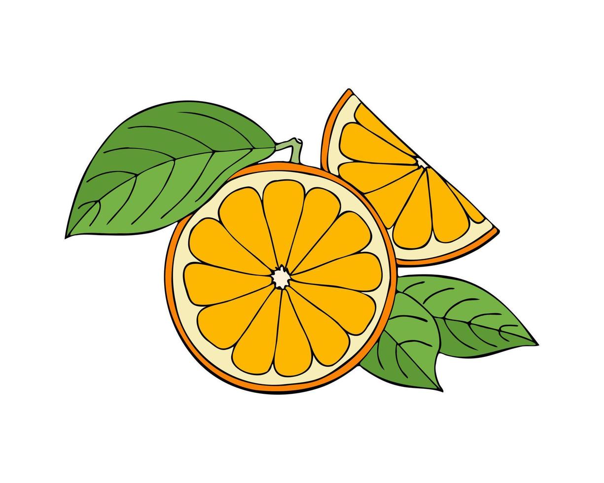 oranje fruit, hand- getrokken kleur tekening, geïsoleerd Aan wit achtergrond. schetsen. vector