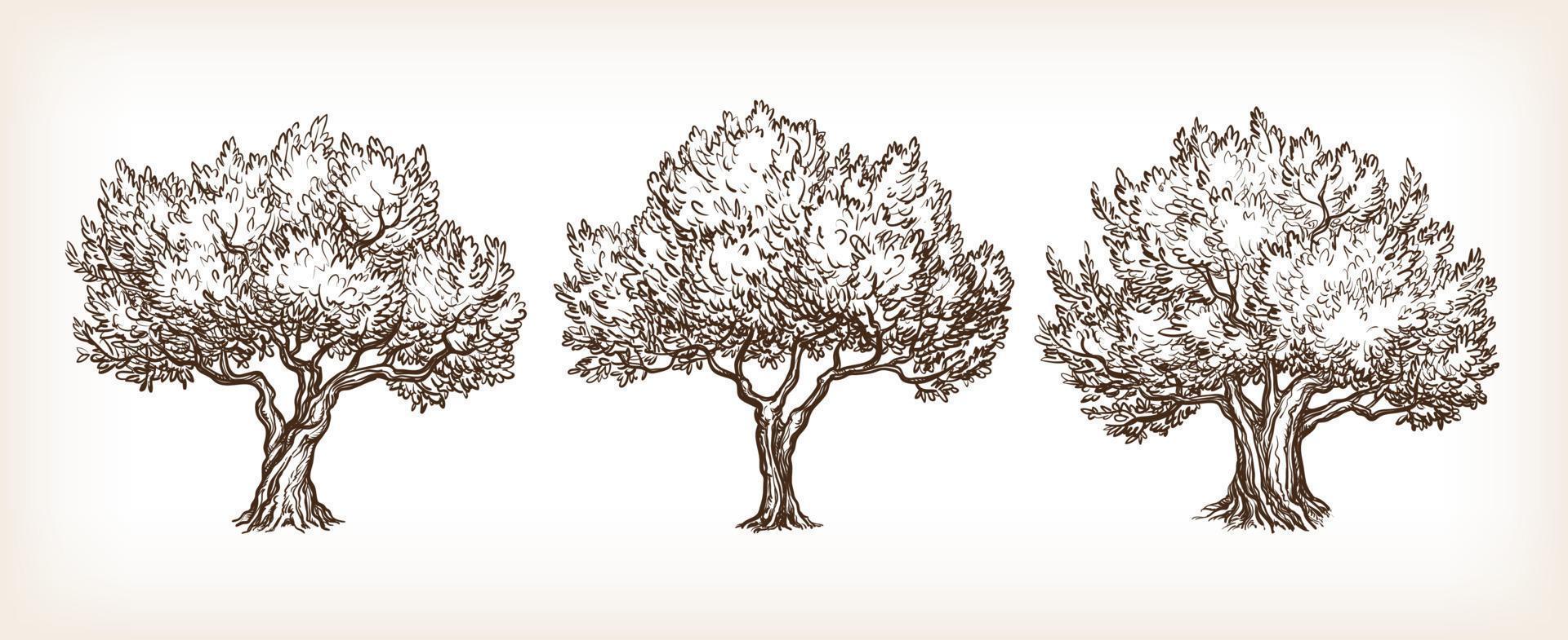 schetsen reeks van olijf- bomen. hand- getrokken vector illustratie. retro stijl.