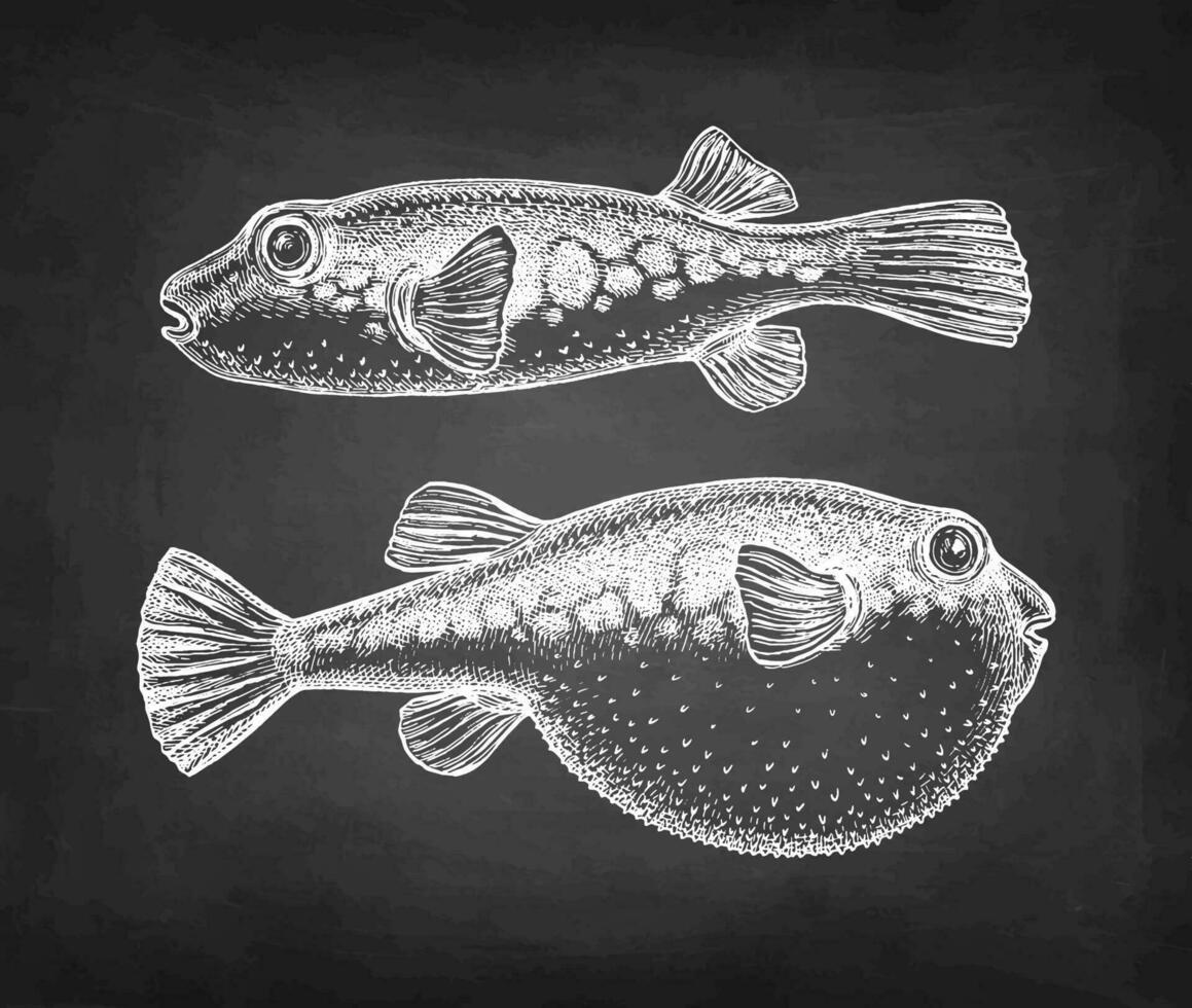 fugu vis. takifugu rubri's. Japans puffer. krijt schetsen Aan schoolbord achtergrond. hand- getrokken vector illustratie. retro stijl.