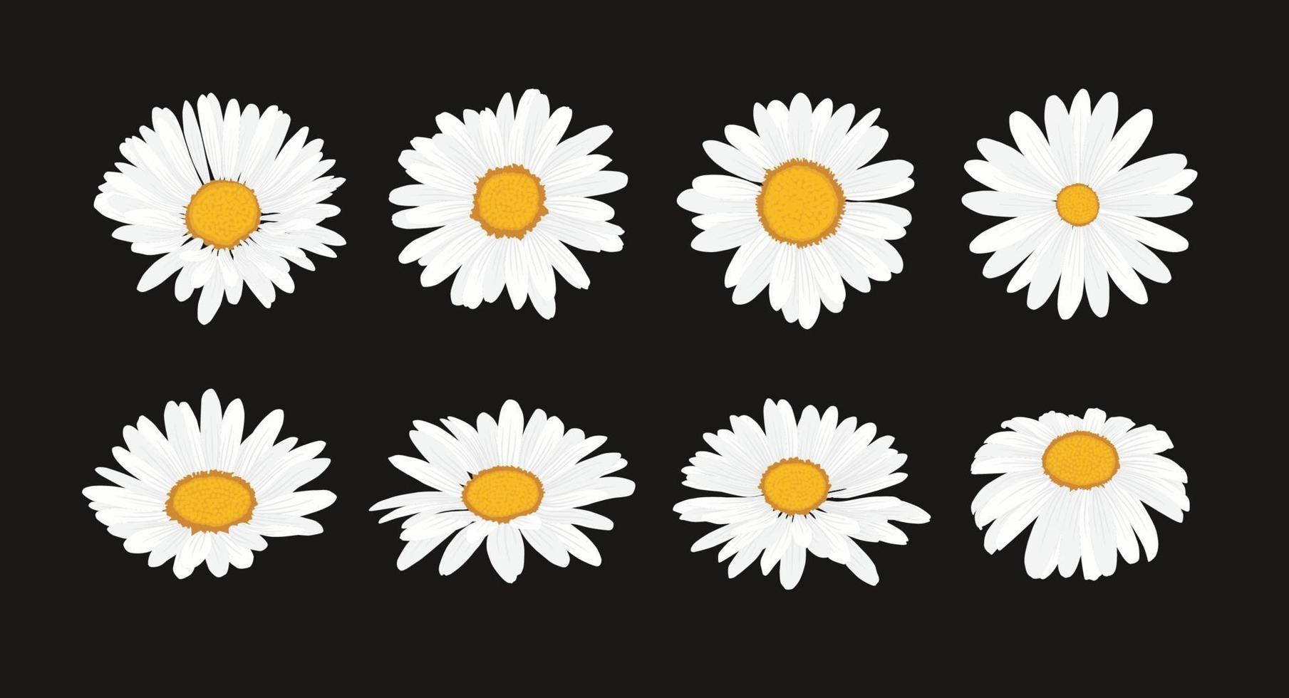 verzameling van madeliefjebloem met platte ontwerp stijl vector