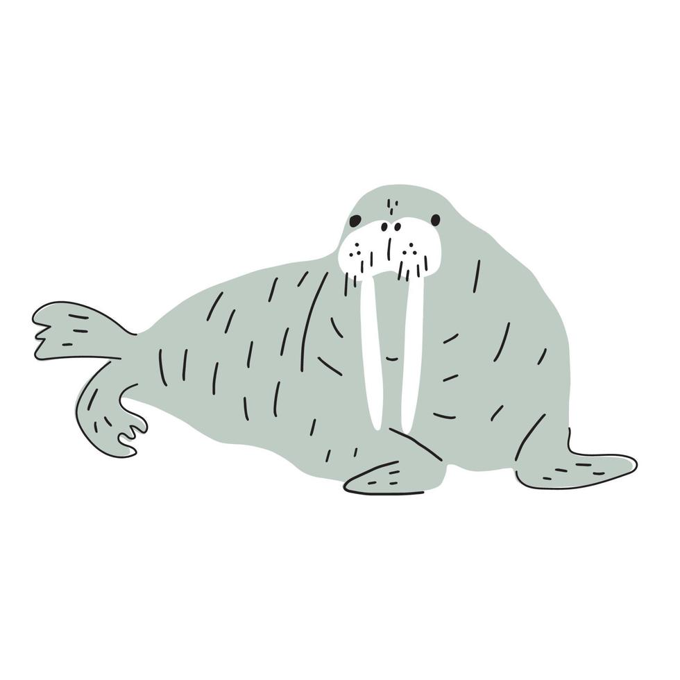 schattig walrus in Scandinavisch stijl Aan een wit achtergrond. vector hand- getrokken kinderen illustratie. zee oceaan. onderwater- wereld