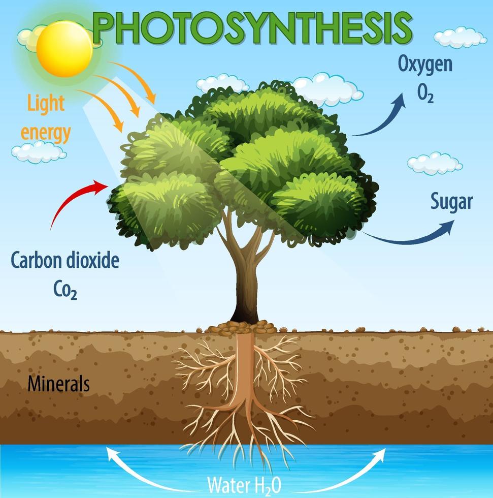 diagram dat proces van fotosynthese in plant toont vector