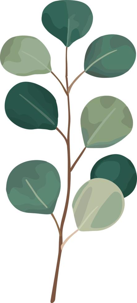 eucalyptus groen bladeren takken vector