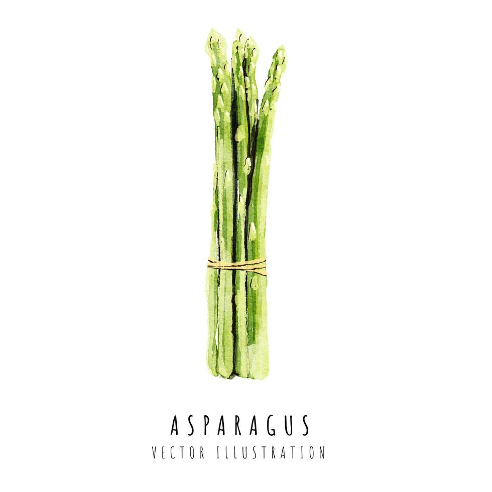 asperges hand- getrokken waterverf schilderij geïsoleerd Aan wit achtergrond vector