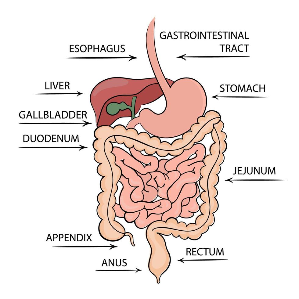 gastro-intestinaal kanaal structuur geneeskunde onderwijs diagram vector