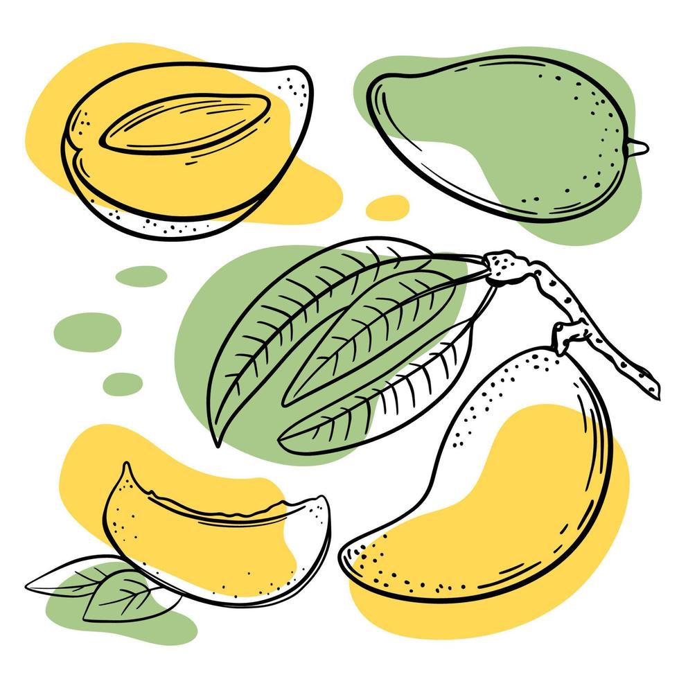 mango heerlijk fruit hand- getrokken vector illustratie reeks