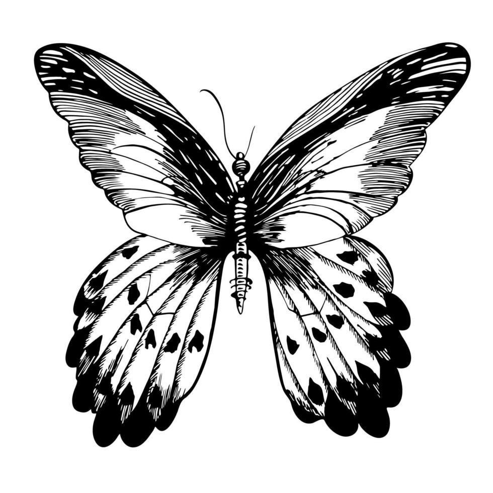 hand- getrokken gedetailleerd vlinder. geïsoleerd Aan wit achtergrond, vector insect, monochroom illustratie