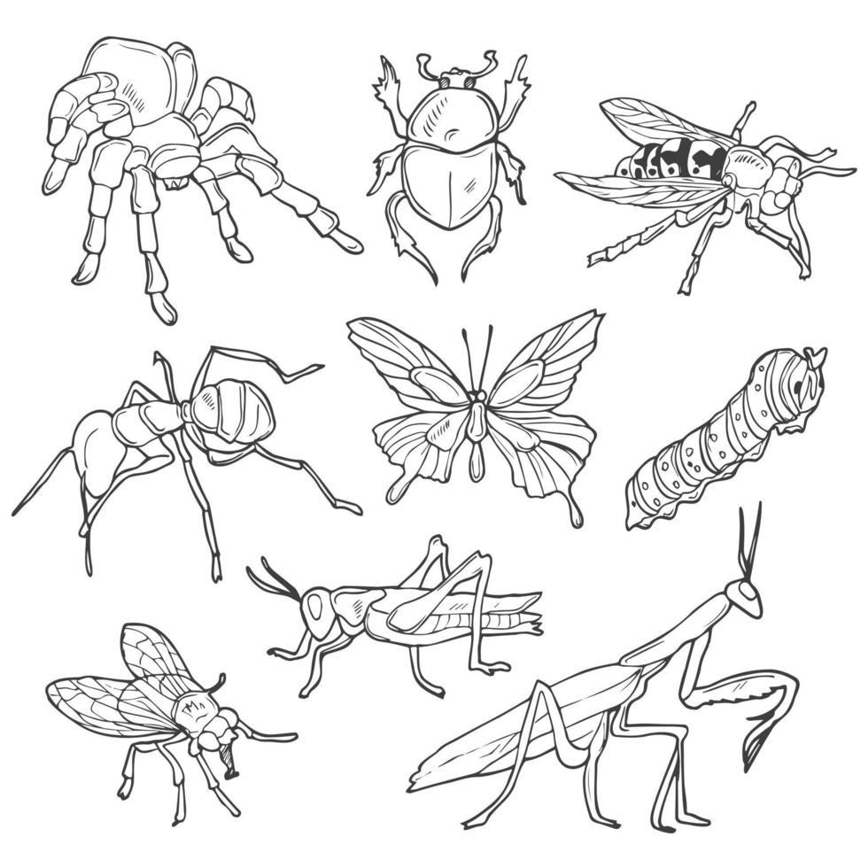 tekening lijn insecten set. vector schetsen van hand- getrokken insecten.