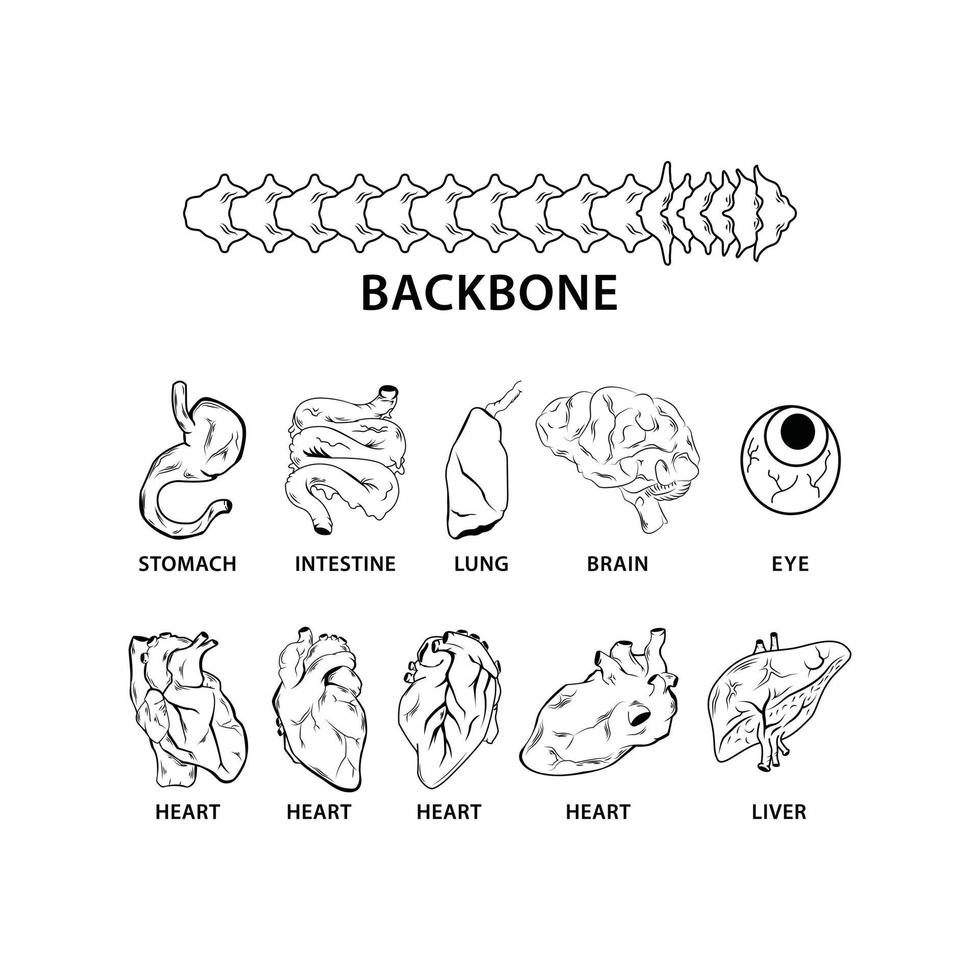 menselijk organen illustratie symbool verzameling vector