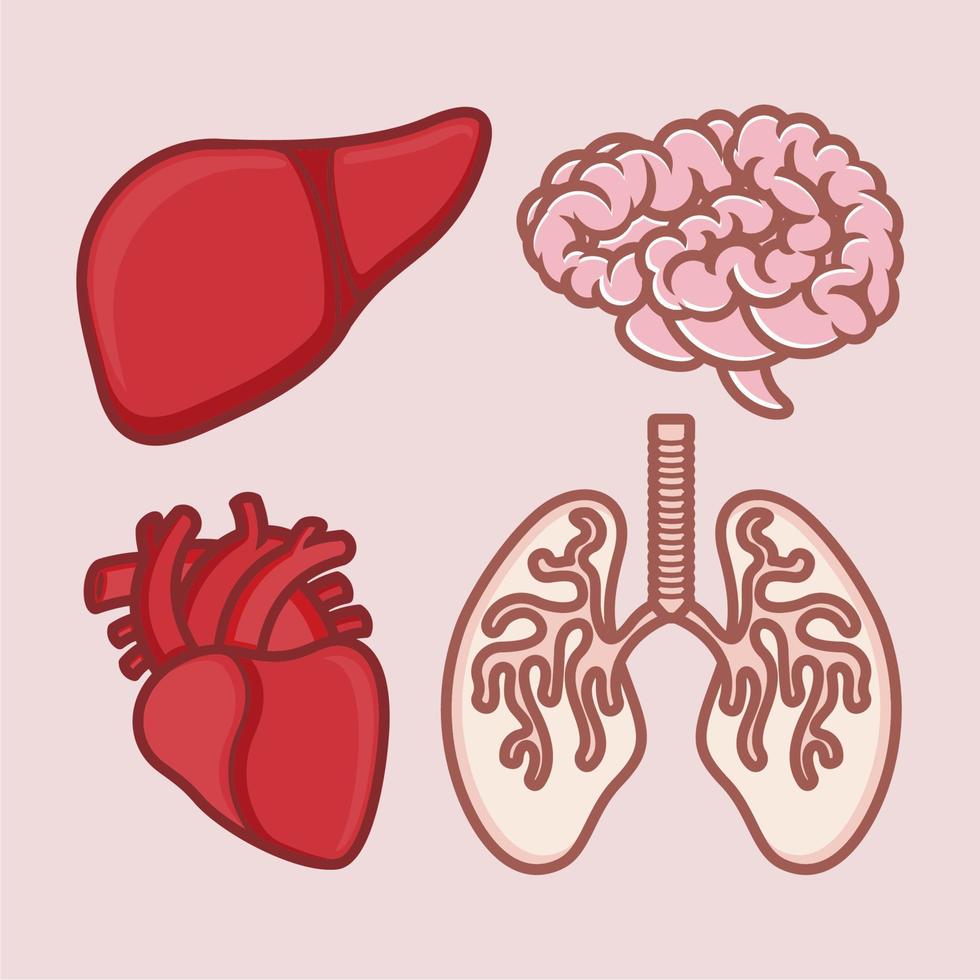 vitaal organen tekenfilm hart, longen, lever, en hersenen vector