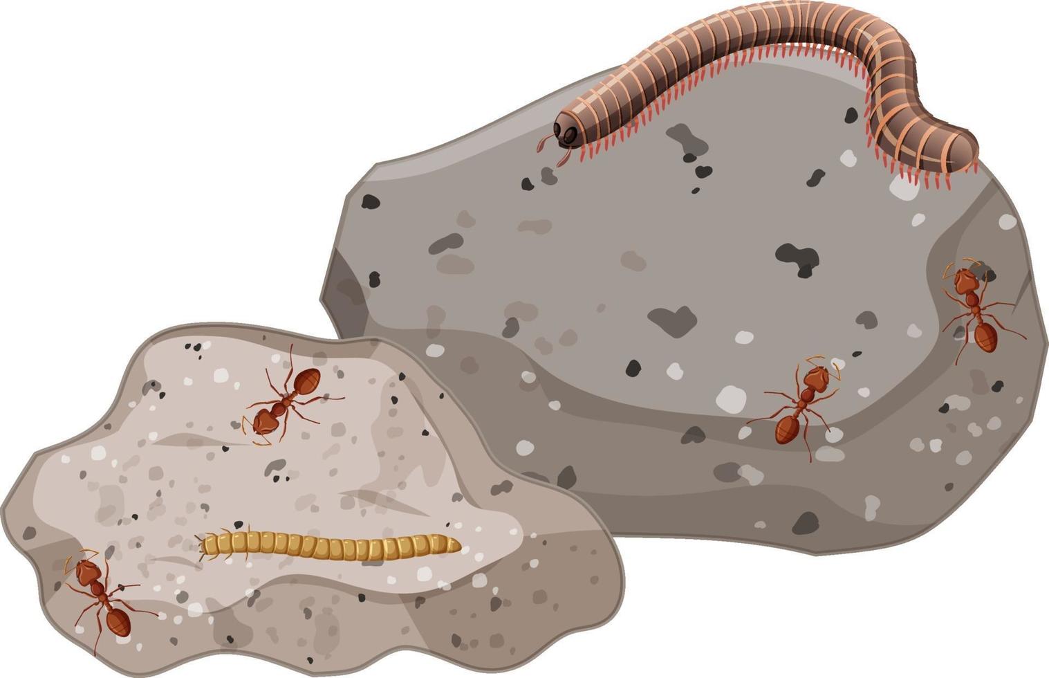 bovenaanzicht van insecten en duizendpoot op stenen blad geïsoleerd vector