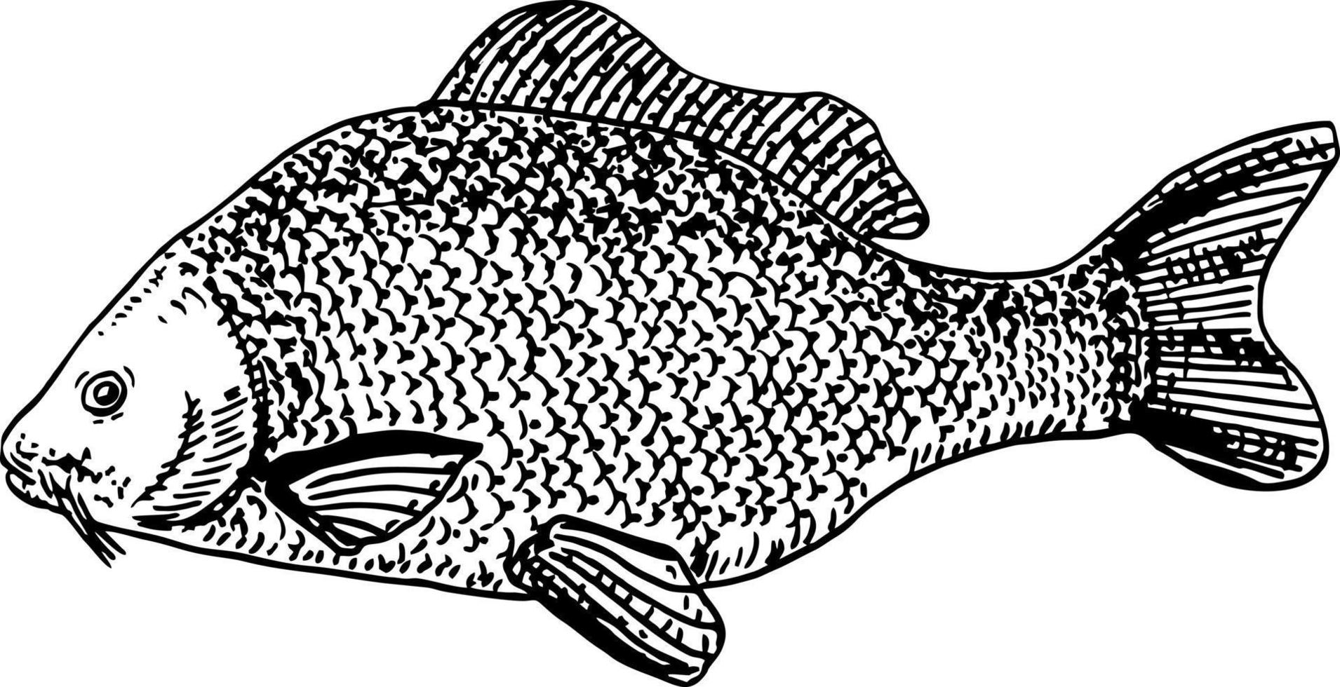 realistisch vis schetsen. karper meer vis. concept kunst voor horoscoop, tatoeëren, inblikken pot sticker vector